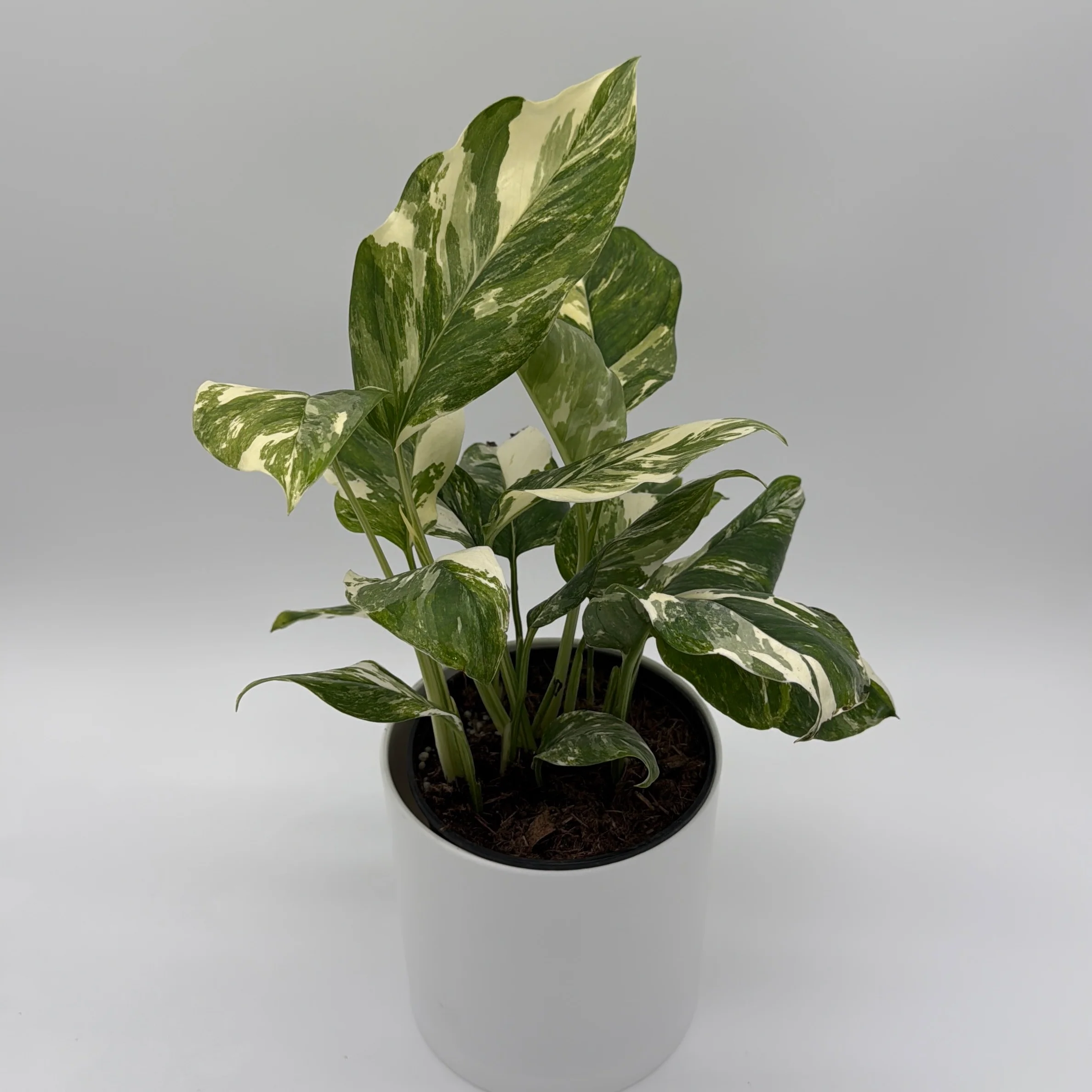 Indoor